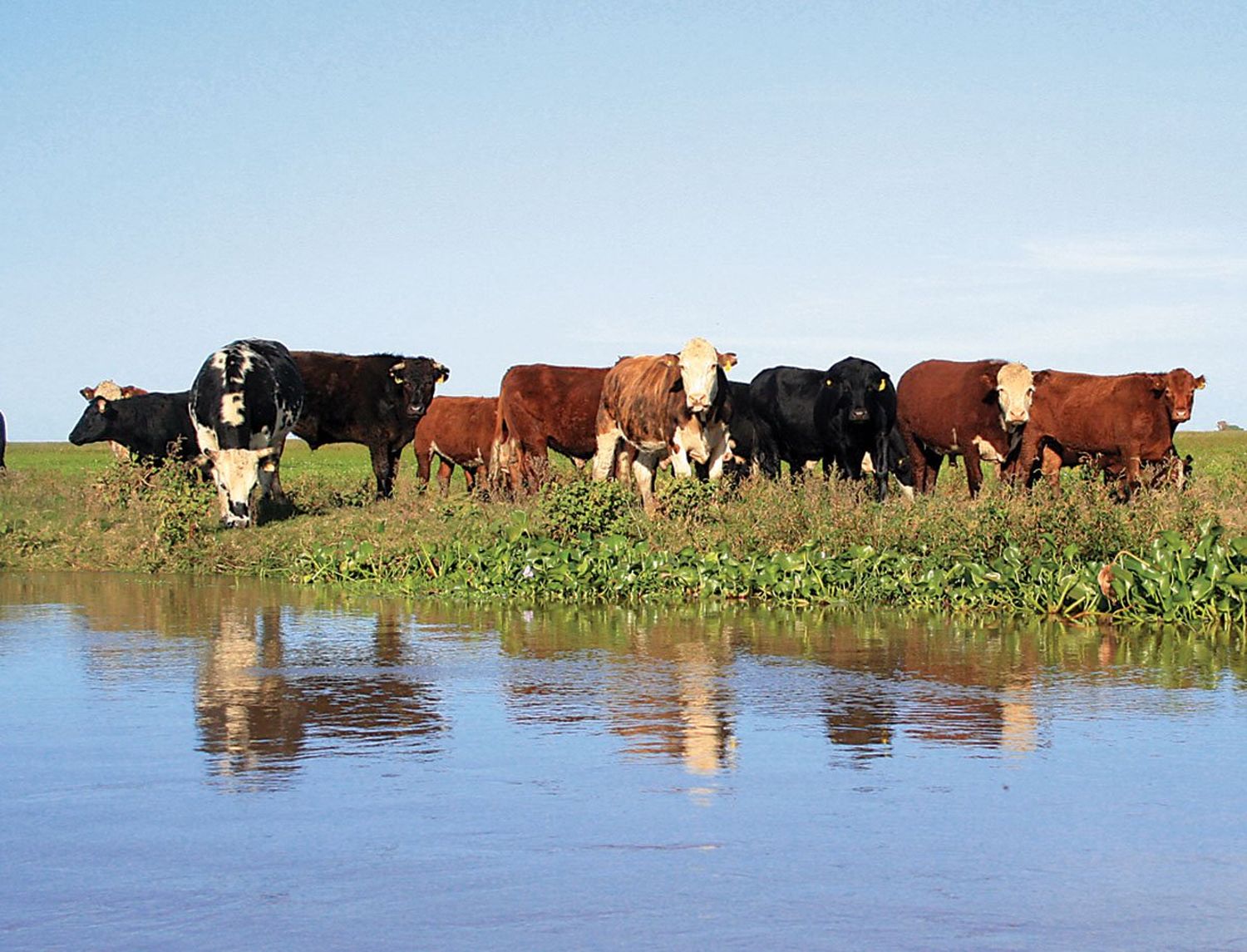 Los animales en pie subieron 35% en solo un mes, aunque su carne lo hizo mucho menos