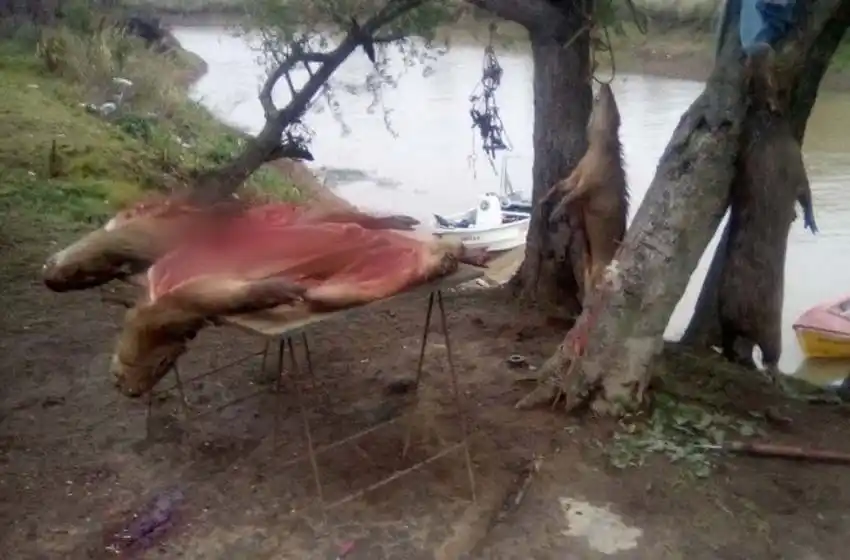 Fuego en las islas: cazaron animales que escapaban de las llamas y Nación los señala como responsables de los incendios