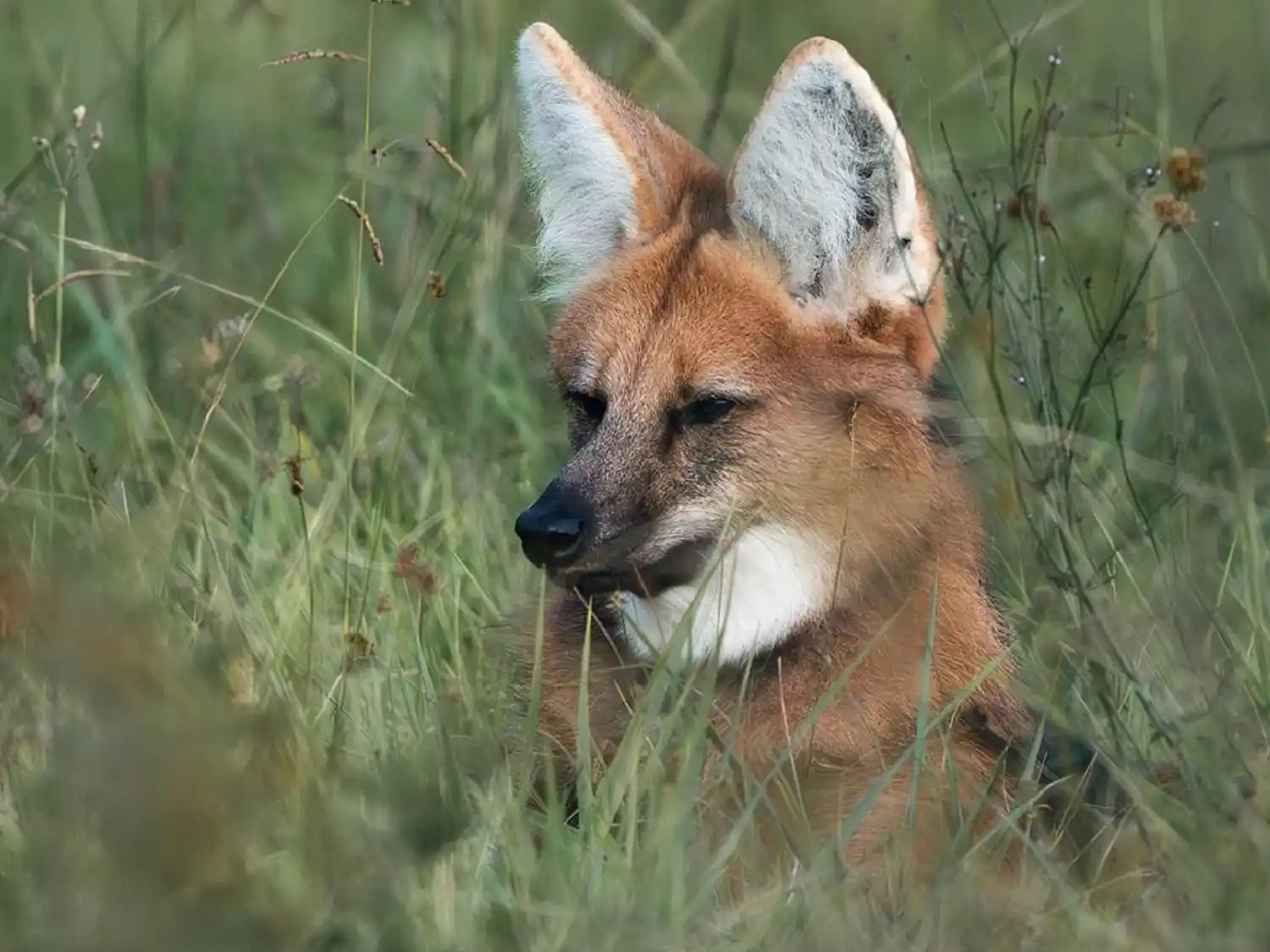 Chamarrita volvió a la naturaleza: liberan un aguará guazú en la reserva El Potrero