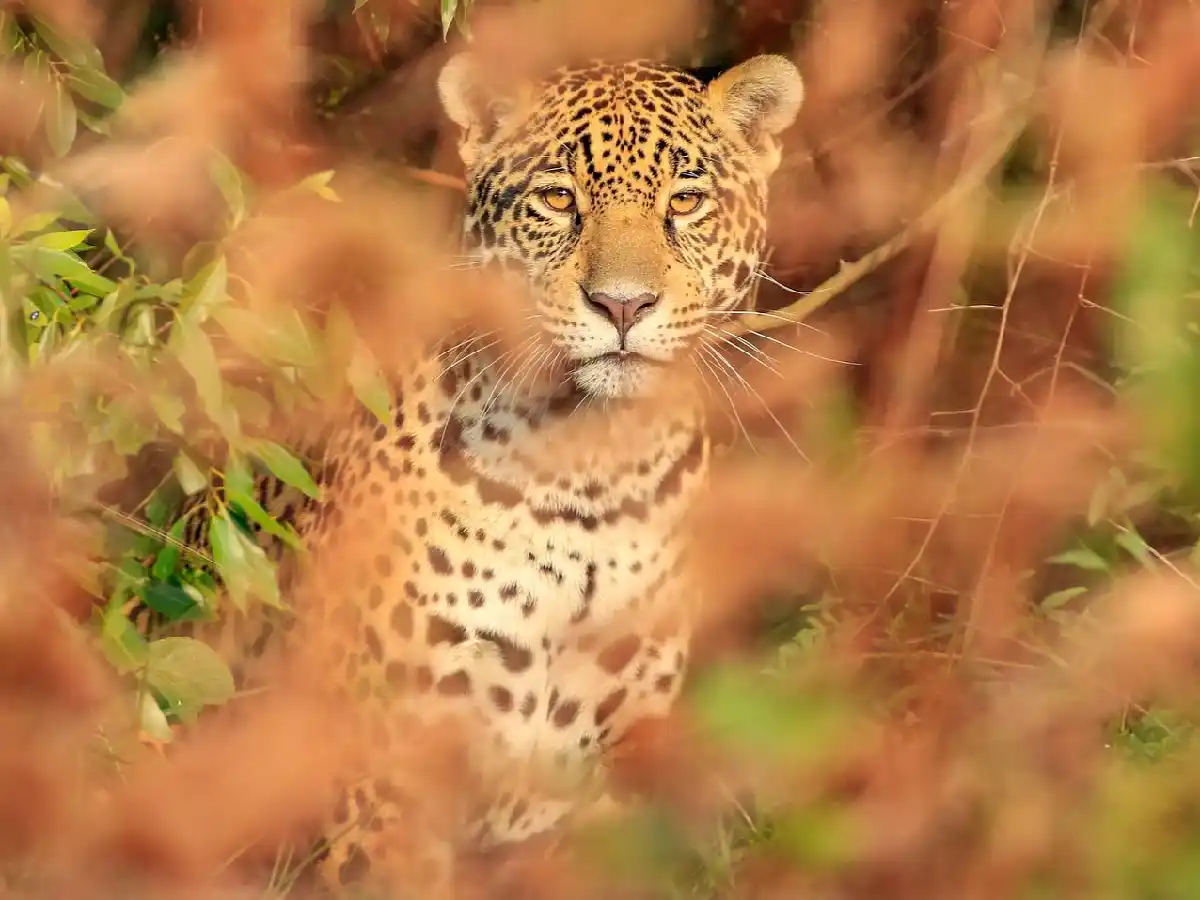 El yaguareté volvió al Parque Iberá luego de 70 años de extinción en la región 