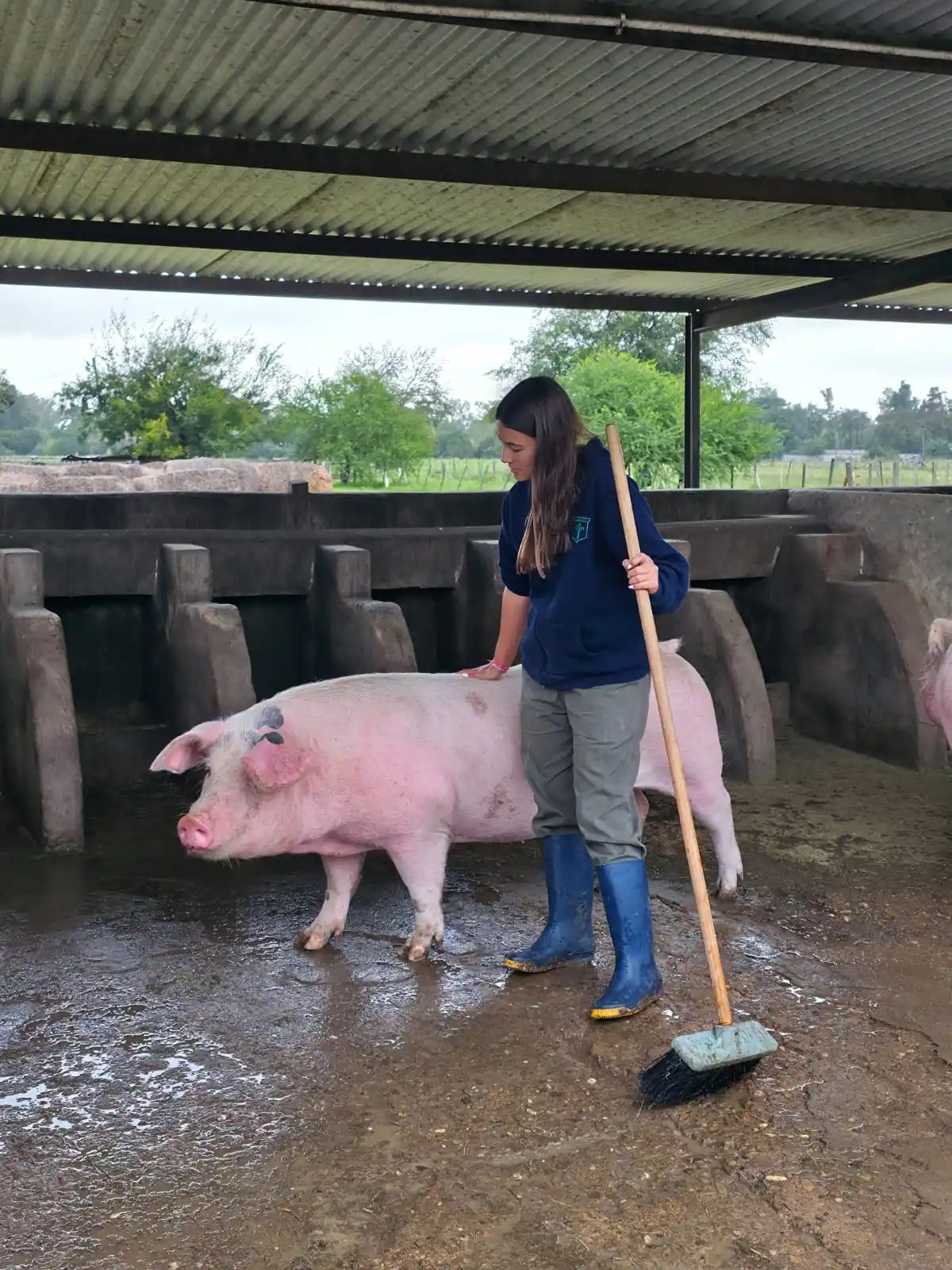 Una alumna del Instituto Fahy en Moreno realiza tareas de cuidado animal en el sector porcino: aprender trabajando, el sello de la educación agraria.