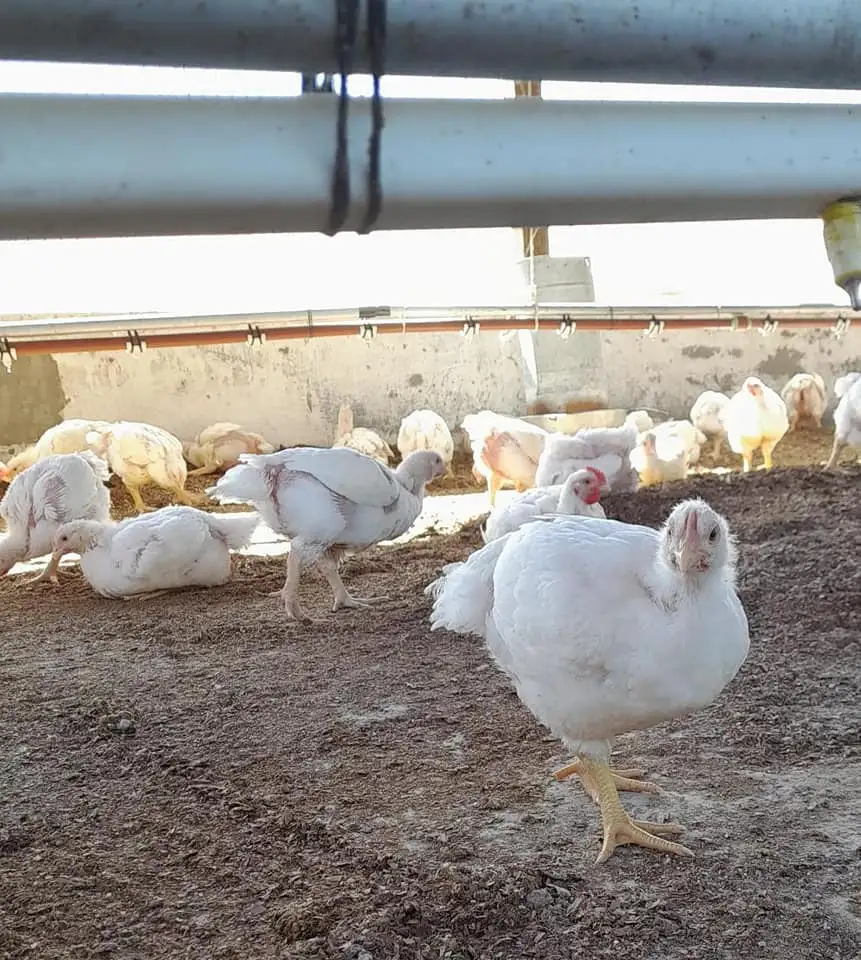 Abrieron las preinscripciones para estudiar Granja y Producción Avícola