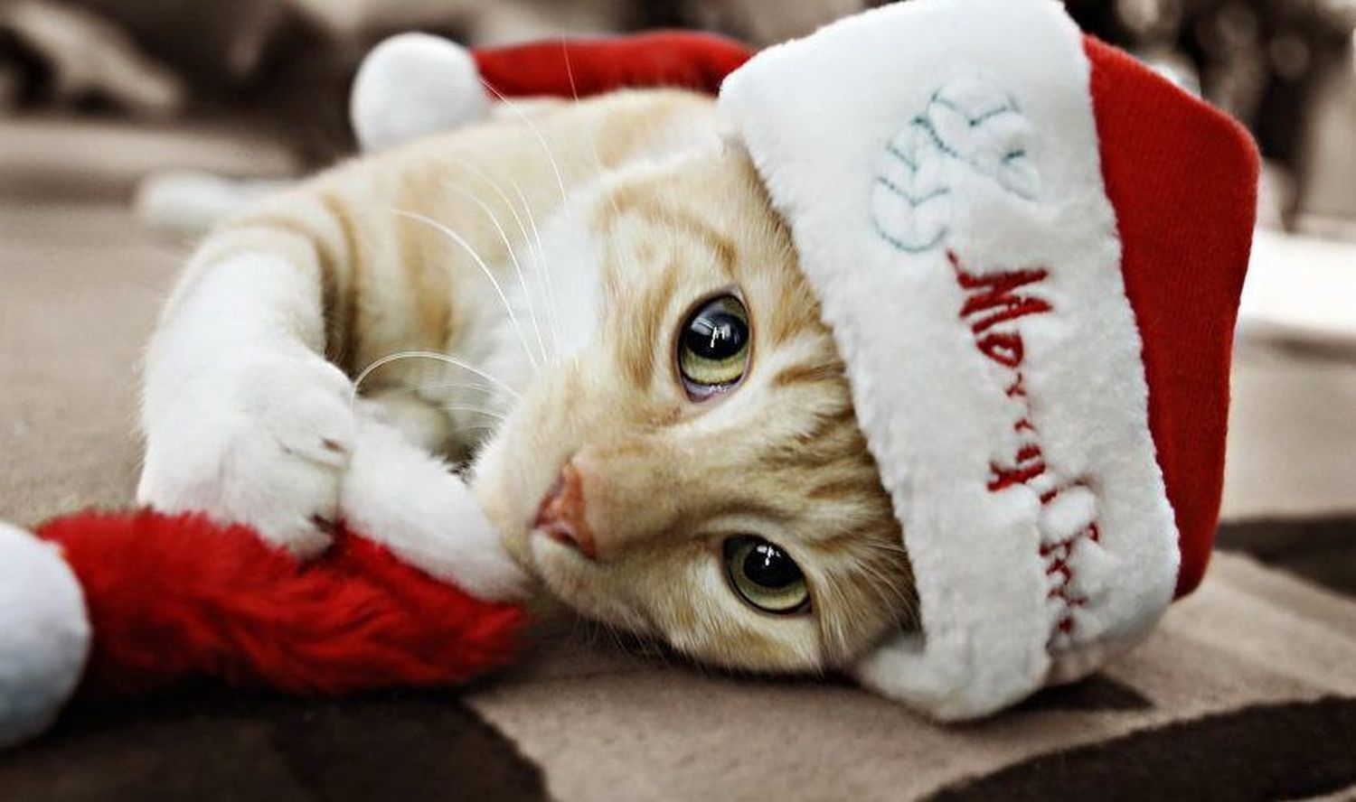 ¿Regalo de Navidad? Una mascota no es un juguete