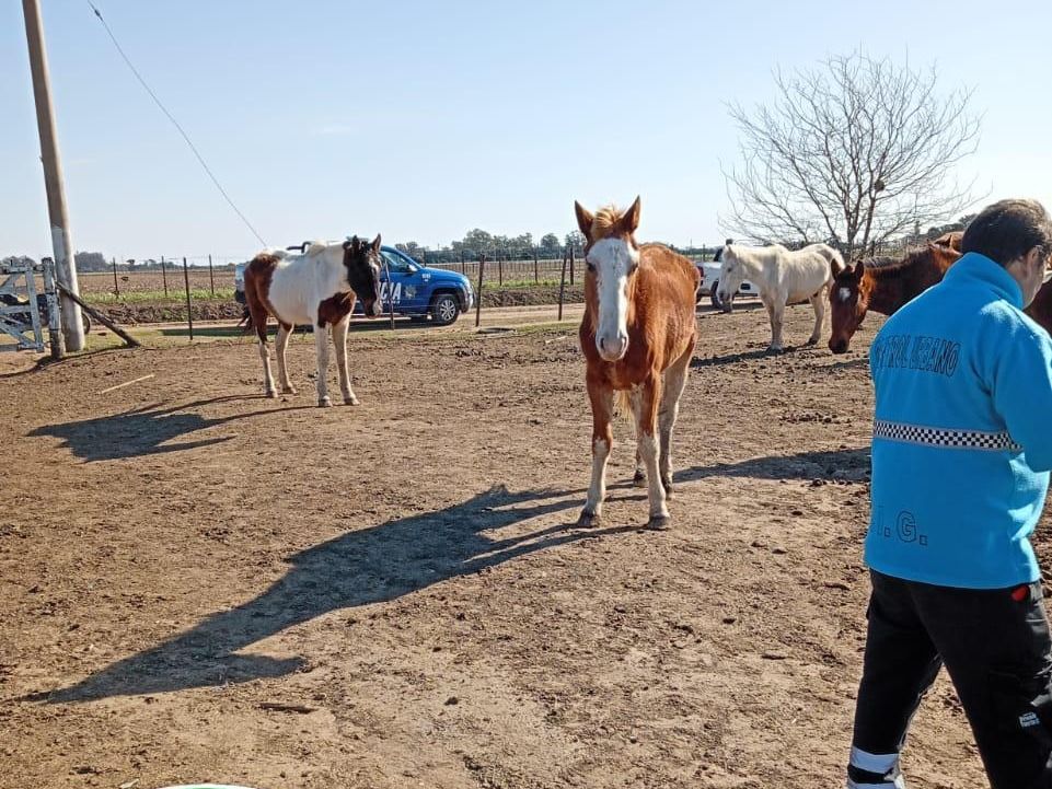 Caballos desnutridos