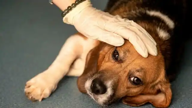 Se celebra en el país el Día del Animal