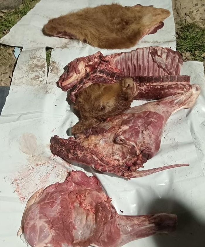 Incautaron varios cortes de carne del baúl de un auto en Ruta Nacional N°34 - 3