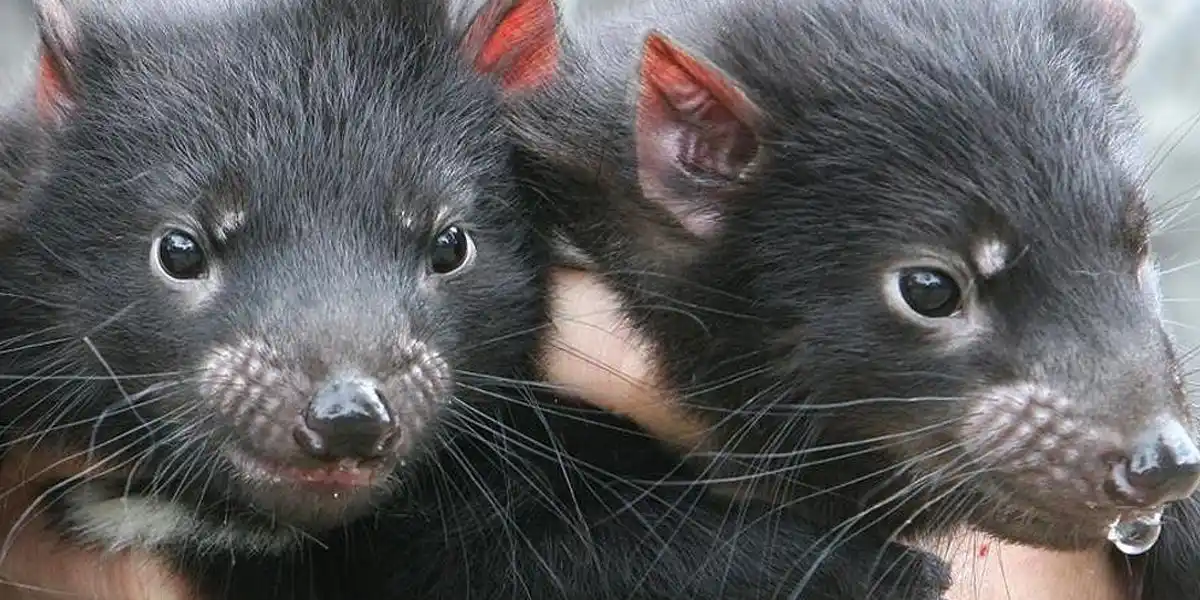 El regreso de los demonios de Tasmania: nacen 7 cachorritos en santuario de Australia