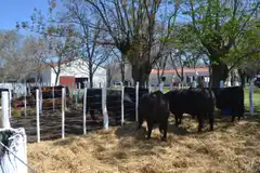 Comenzó la Expo Rural en Gualeguay 