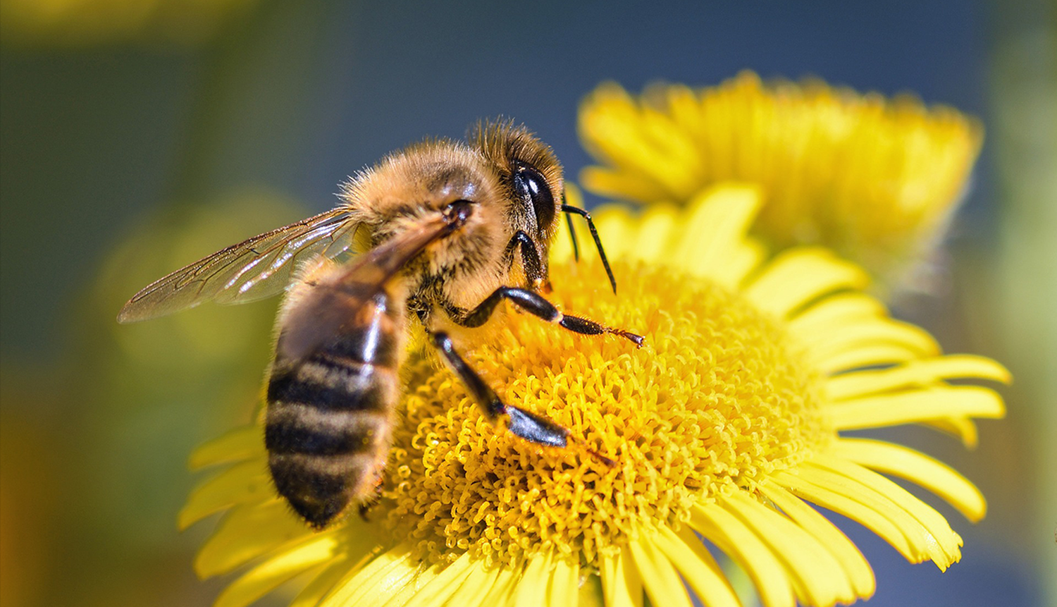 La revolución global que protagonizan las abejas 