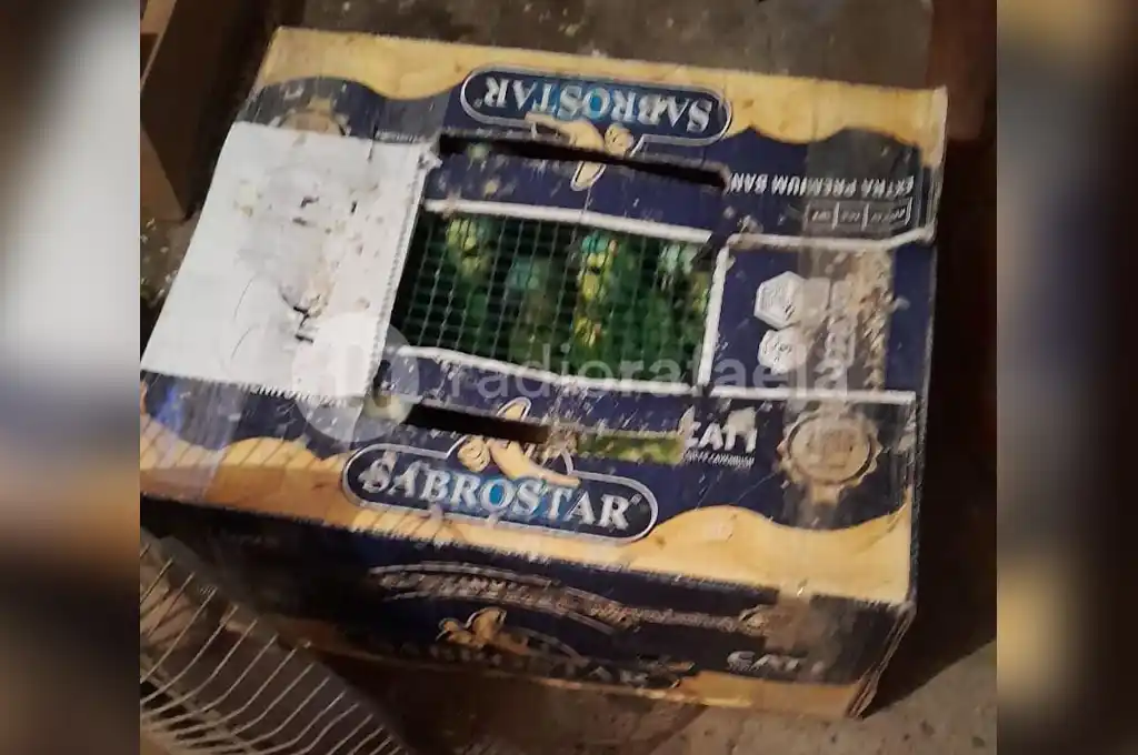 Rescataron decenas de loros y cotorras que habían publicado a la venta en redes sociales - 2