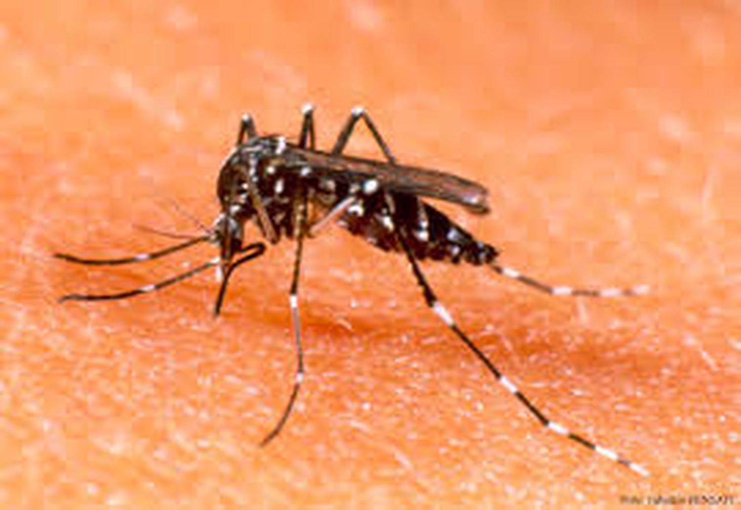 El Aedes aegypti está presente en Tandil.