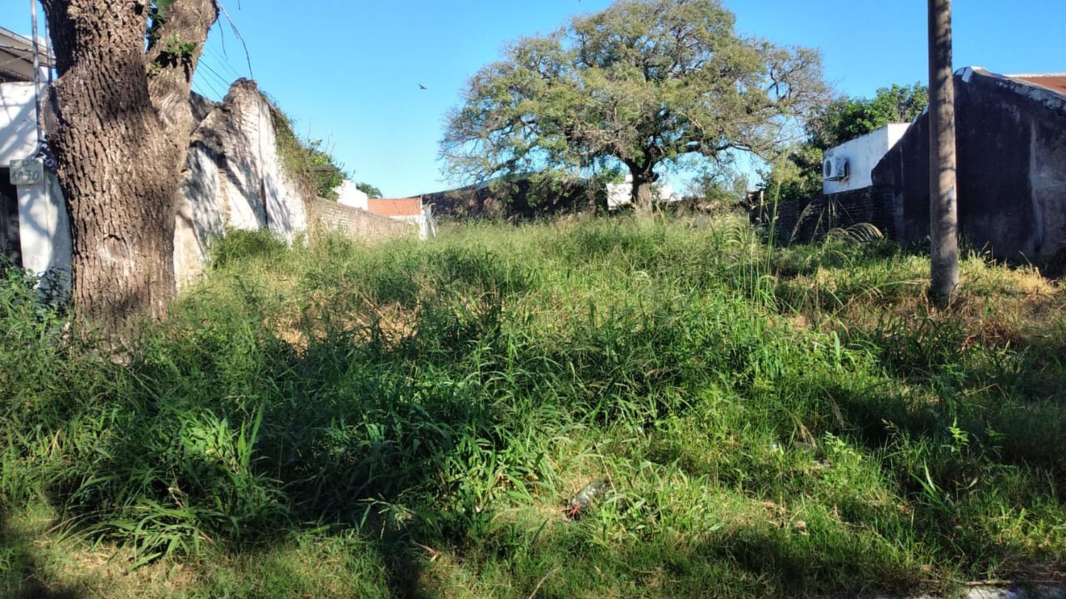 Preocupa la cantidad de terrenos baldíos con pastos altos