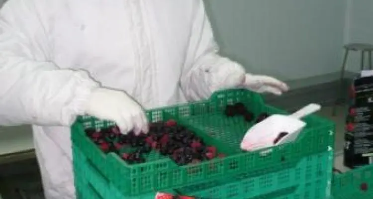 Congelados sampedrinos de nivel internacional