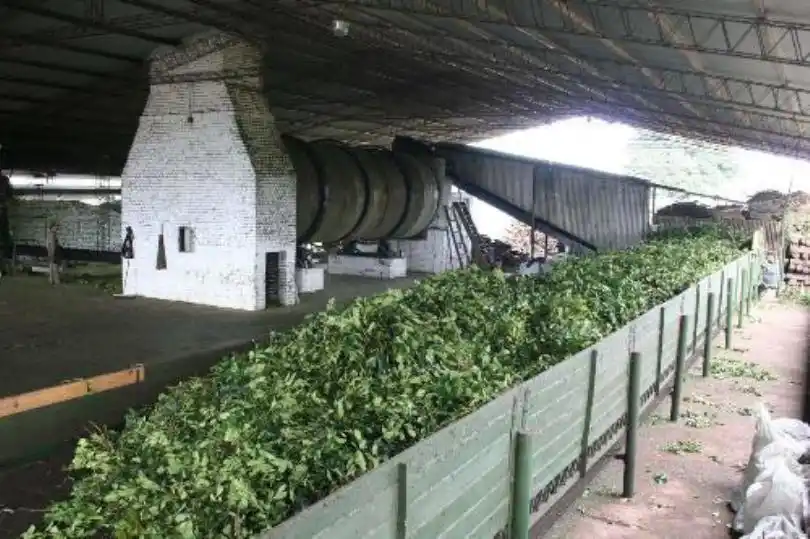 Promueven la exportación de yerba mate a partir de un proceso de secado más limpio