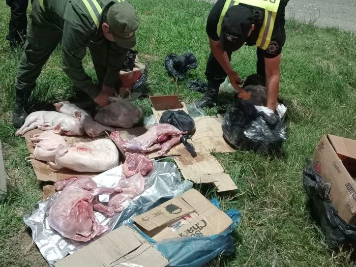Arrufó: secuestraron más de 20 animales faenados en un colectivo durante un control policial - 1