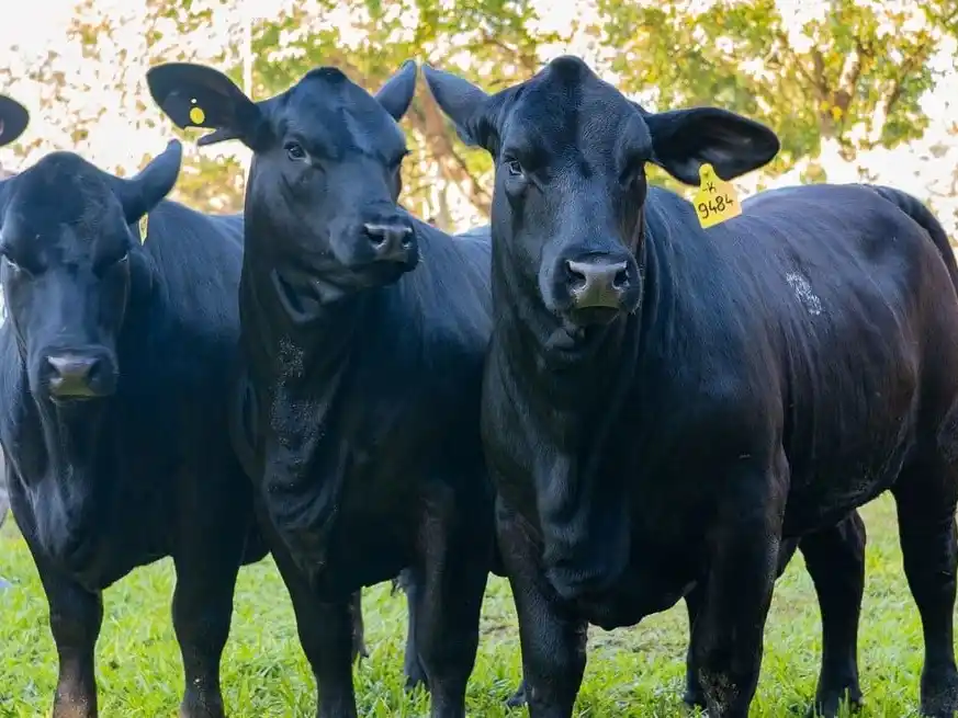 “La rebaja de retenciones es un incentivo directo a la producción”, aseguró Víctor Caballero.