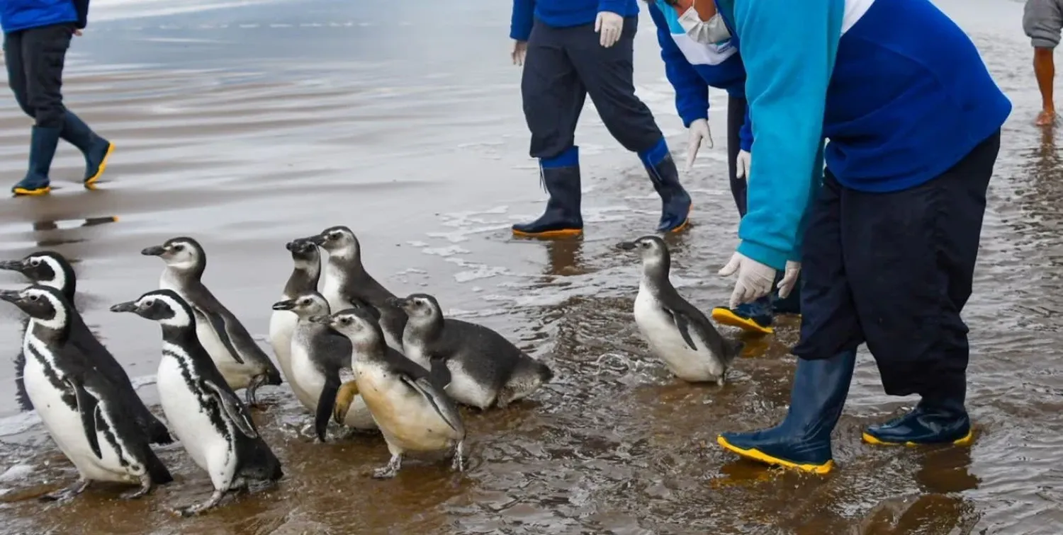 Once pingüinos magallánicos regresaron al mar tras ser rehabilitados en San Clemente del Tuyú