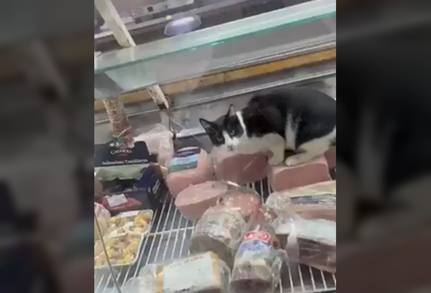 Video: Grabaron a un gato comiendo jamón en una heladera dentro de una fiambrería y la clausuraron