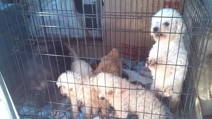 ¡SALVAJE! Detienen a dueño de criadero ilegal que cortaba las cuerdas vocales de los perros