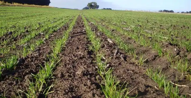 Trigo: Se ha concretado el 89% de la intención de siembra en Entre Ríos