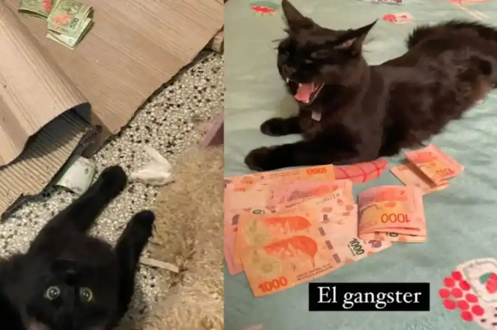 “Michi punga”: el gato viral que roba plata a sus vecinos
