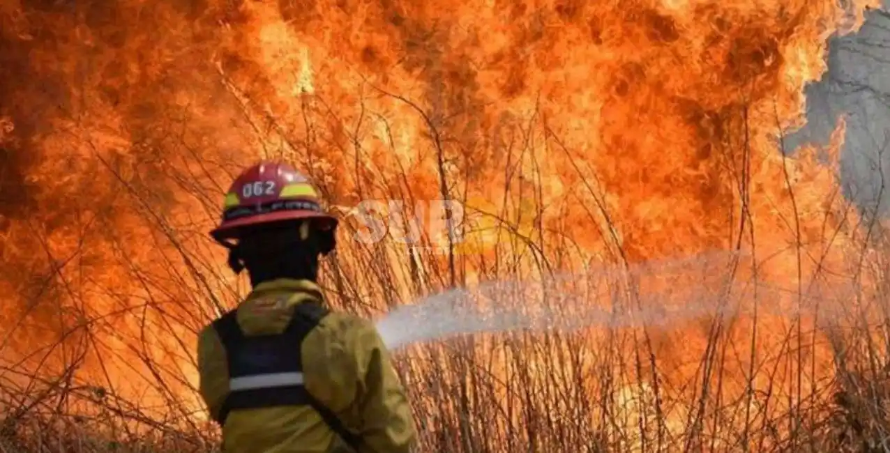 Corrientes: niegan que la producción forestal sea responsable de los incendios