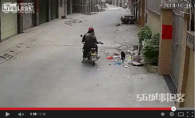 Video: Captan a dos hombres cazando perros con una ballesta
