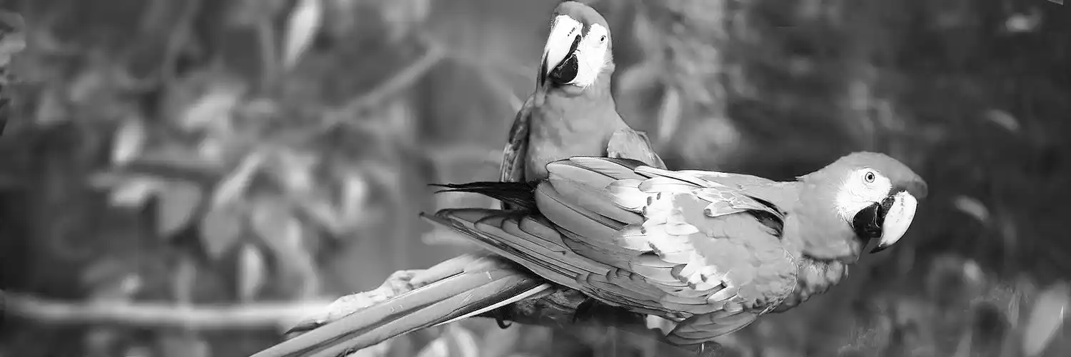 La protección de especies (y sus bemoles)