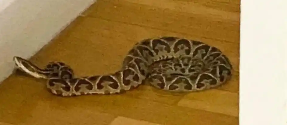 Encontraron una yarará en un departamento y filmaron cómo fue capturada