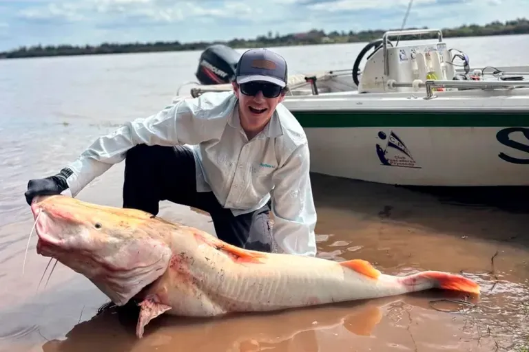 Inédito hallazgo en el río Uruguay: pescadores capturaron y liberaron un surubí albino de 50 kilos