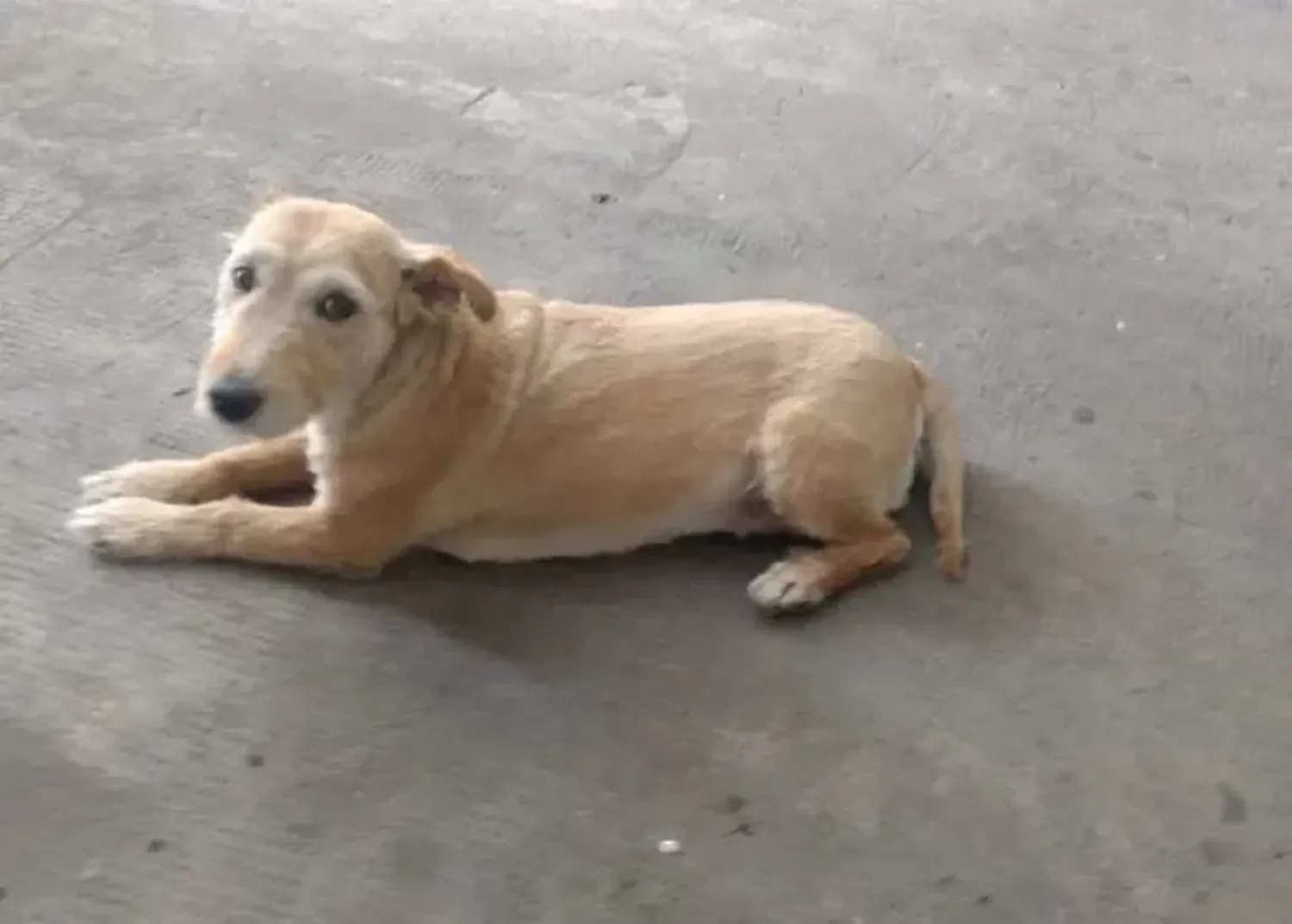 Atropellaron y mataron a la perrita del cuartel de Bomberos Voluntarios