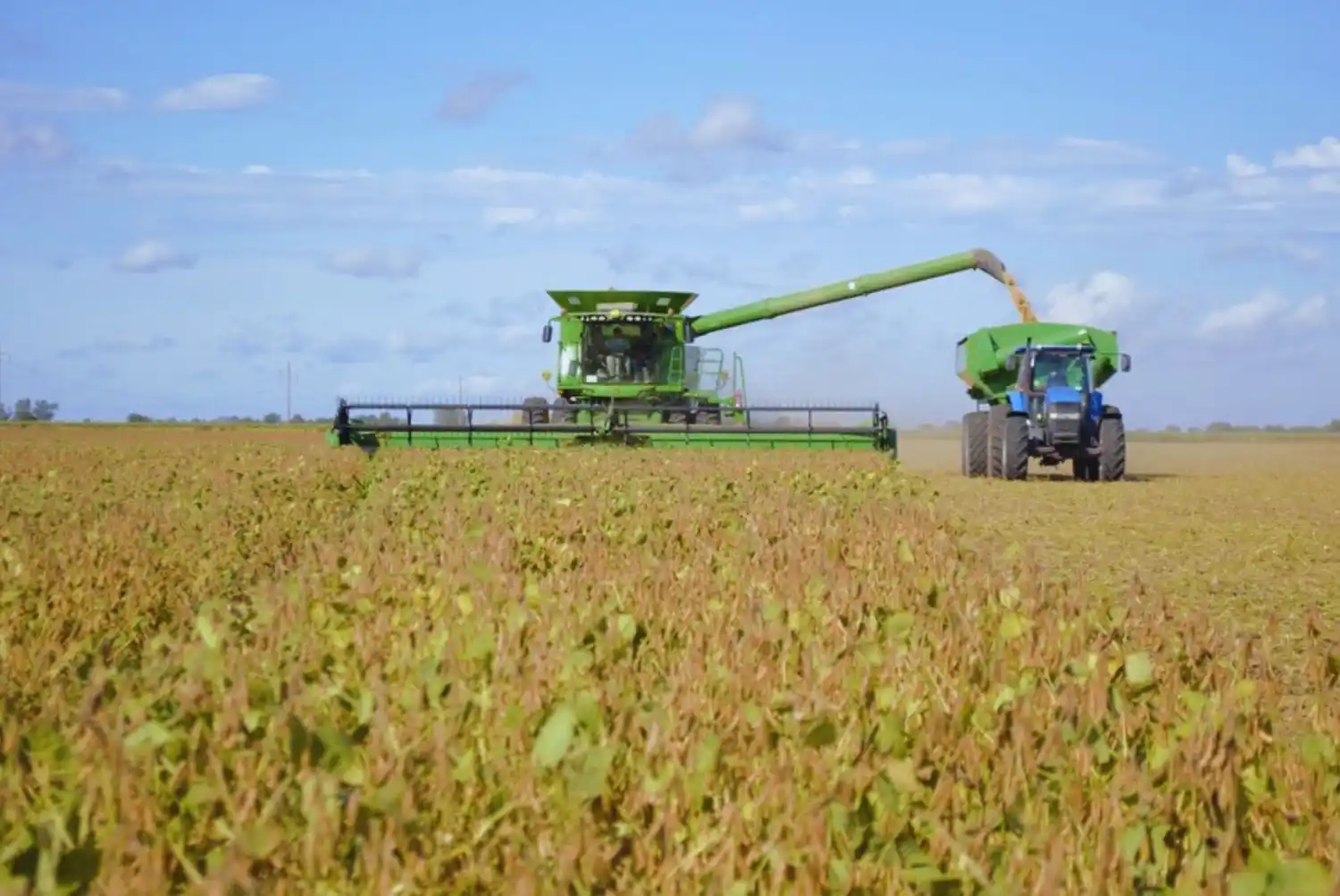 Proyecciones a la baja: la cosecha de soja sería de unas 500 mil toneladas