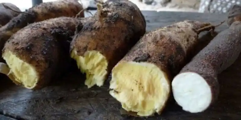 Oficial del Ejército MUERTO al comer yuca amarga: hay tres intoxicados