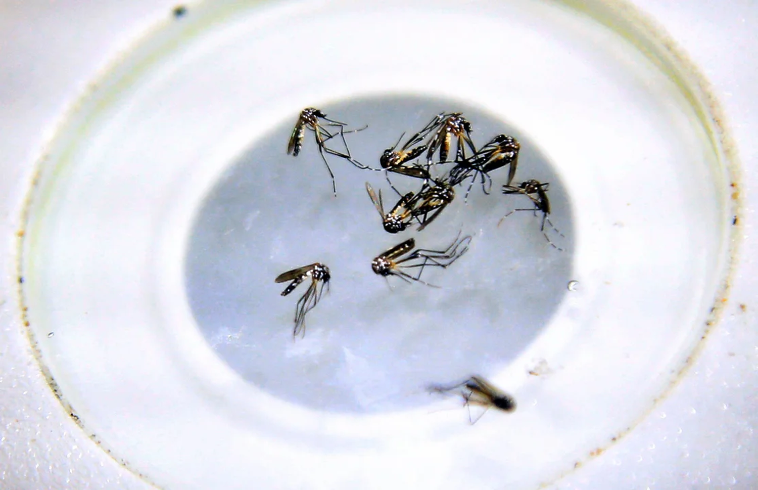 El mosquito Aedes aegypti es el vector de la enfermedad