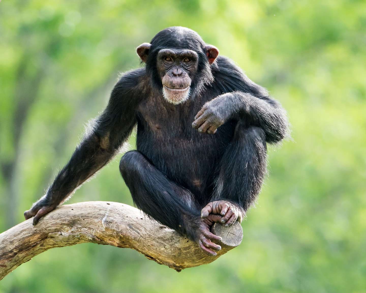 Insólito: una mujer se enamoró de un chimpancé