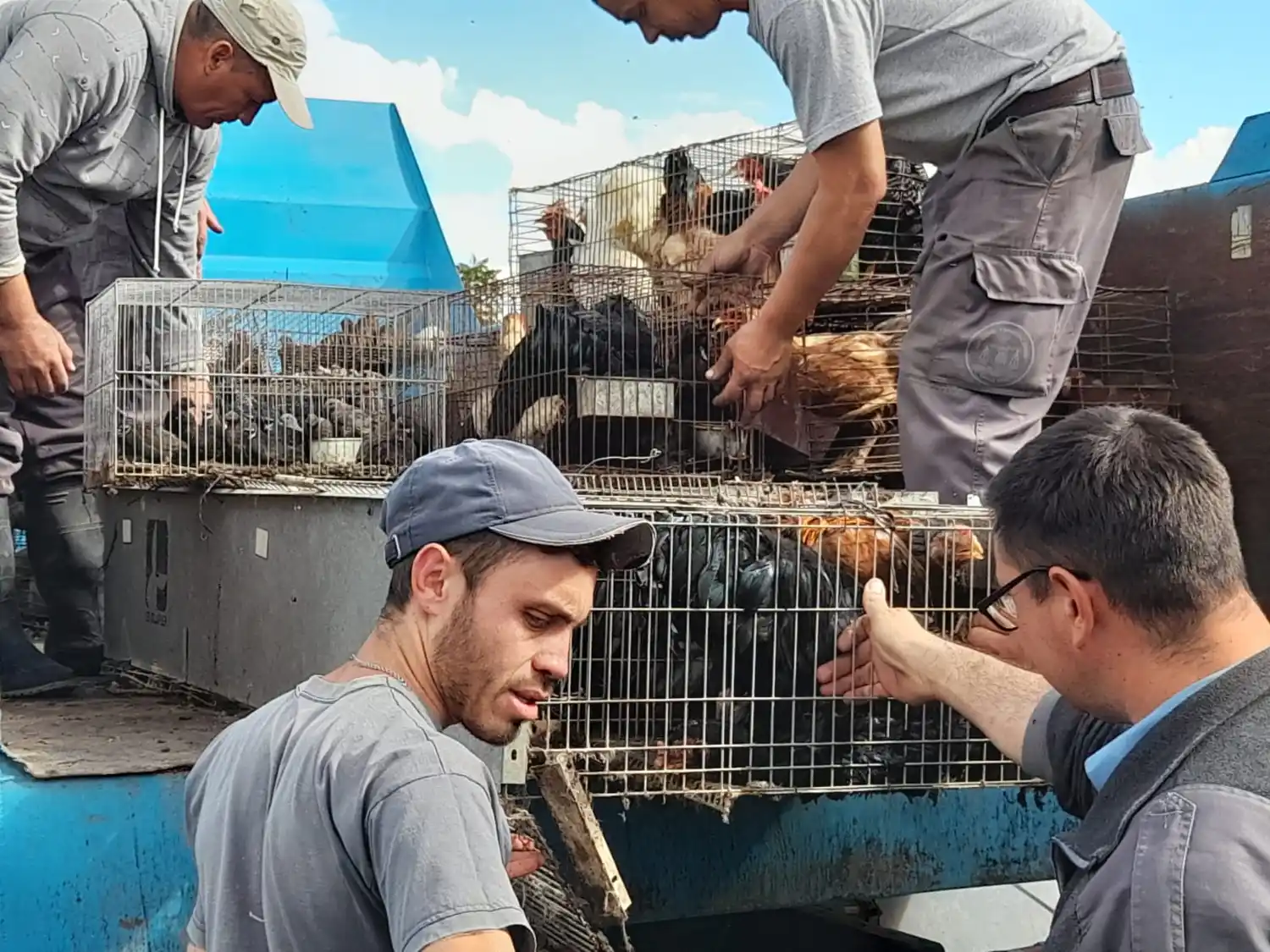 En un operativo conjunto entre el Municipio y la Policía encontraron más de 300 animales en cautiverio