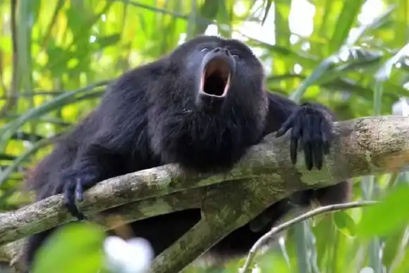 Ola de calor extrema en México: "Los monos caen muertos de los árboles"