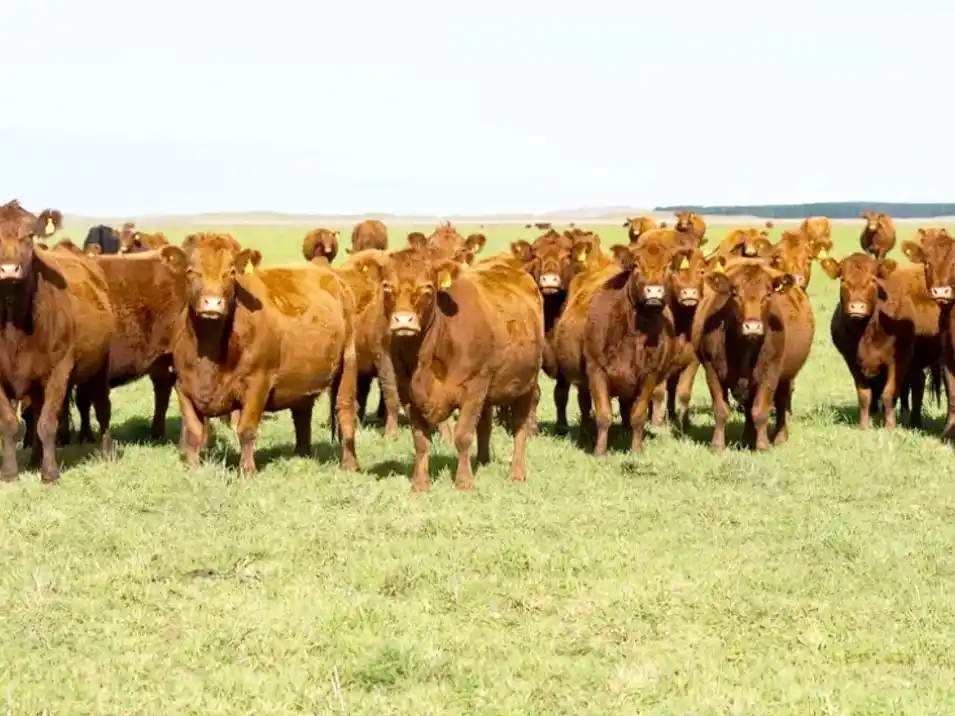 El stock ganadero no frena su caída: el rodeo nacional perdió 700.000 cabezas durante 2025