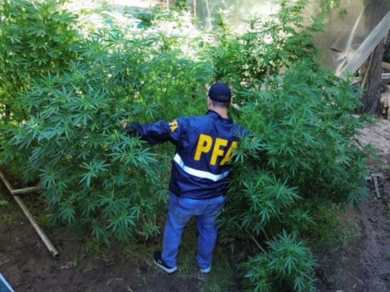 El personal de la División Antidrogas de la Policía Federal Argentina halló lo que sería un vivero de marihuana.