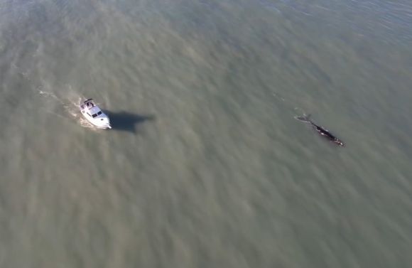 Repudio ante el arreo de embarcaciones a ballenas: "Está prohibido, limita la estadía del animal"