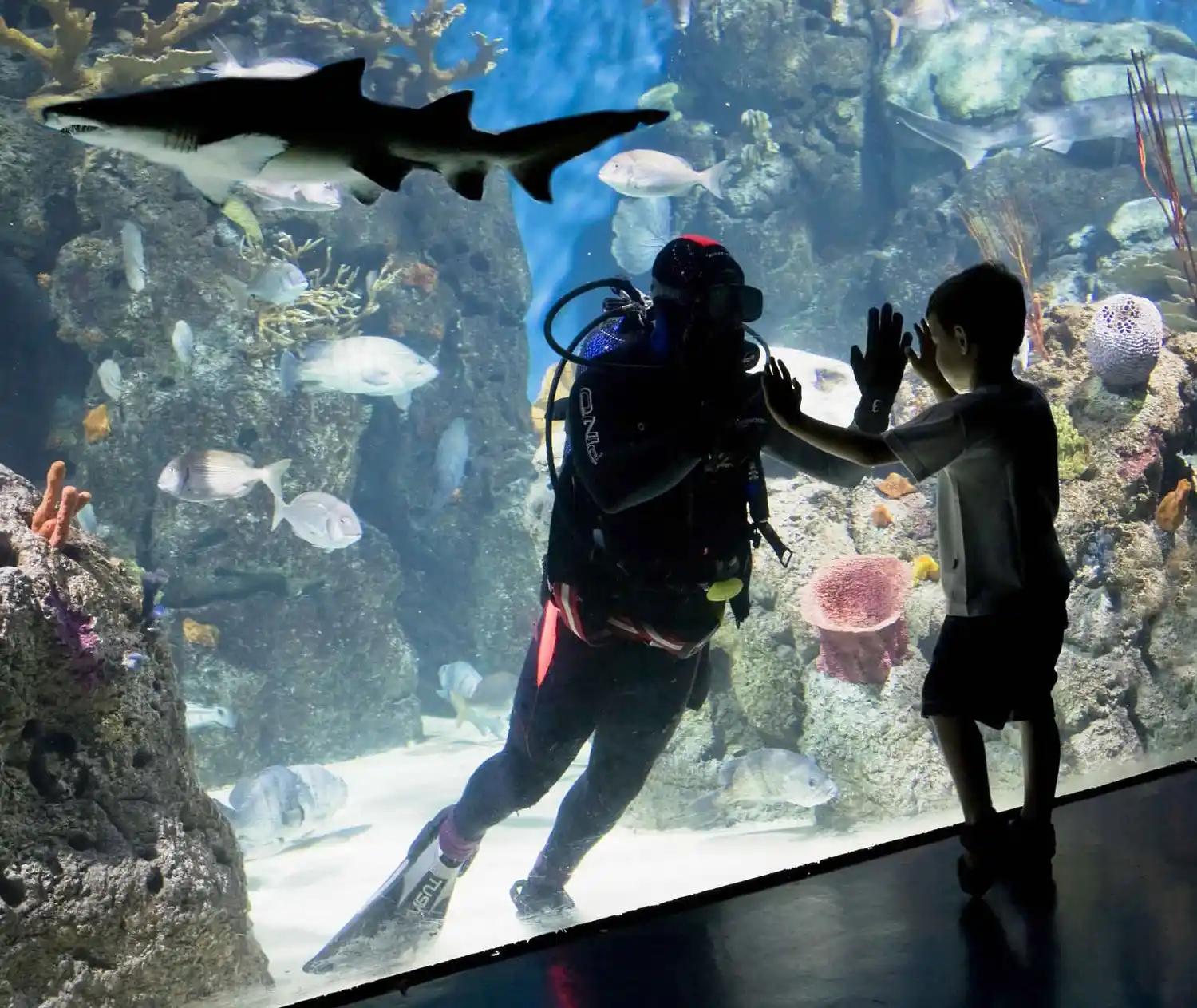 Nueva promoción de Temaikén y McDonald’s 