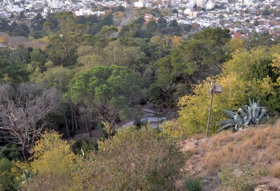 Se conocerá un estudio sobre relevamiento y diagnóstico del arbolado urbano en Tandil