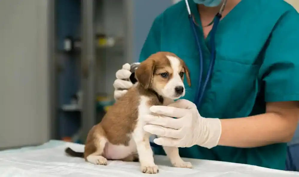 Crecen las prepagas para animales: en Argentina, 8 de cada 10 hogares tienen mascotas