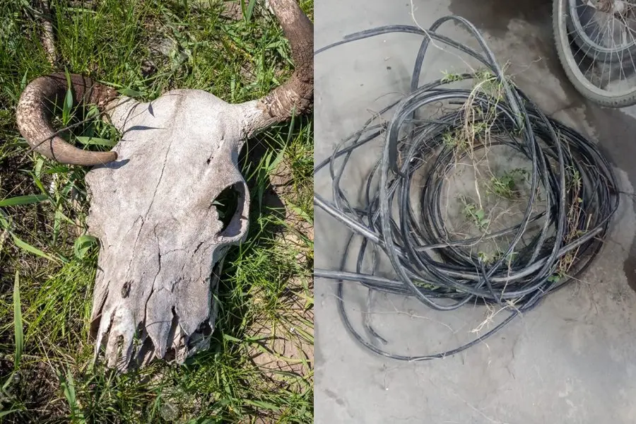 Con un cable y un cráneo de vaca, improvisó una rústica boleadora y atacó a la policía