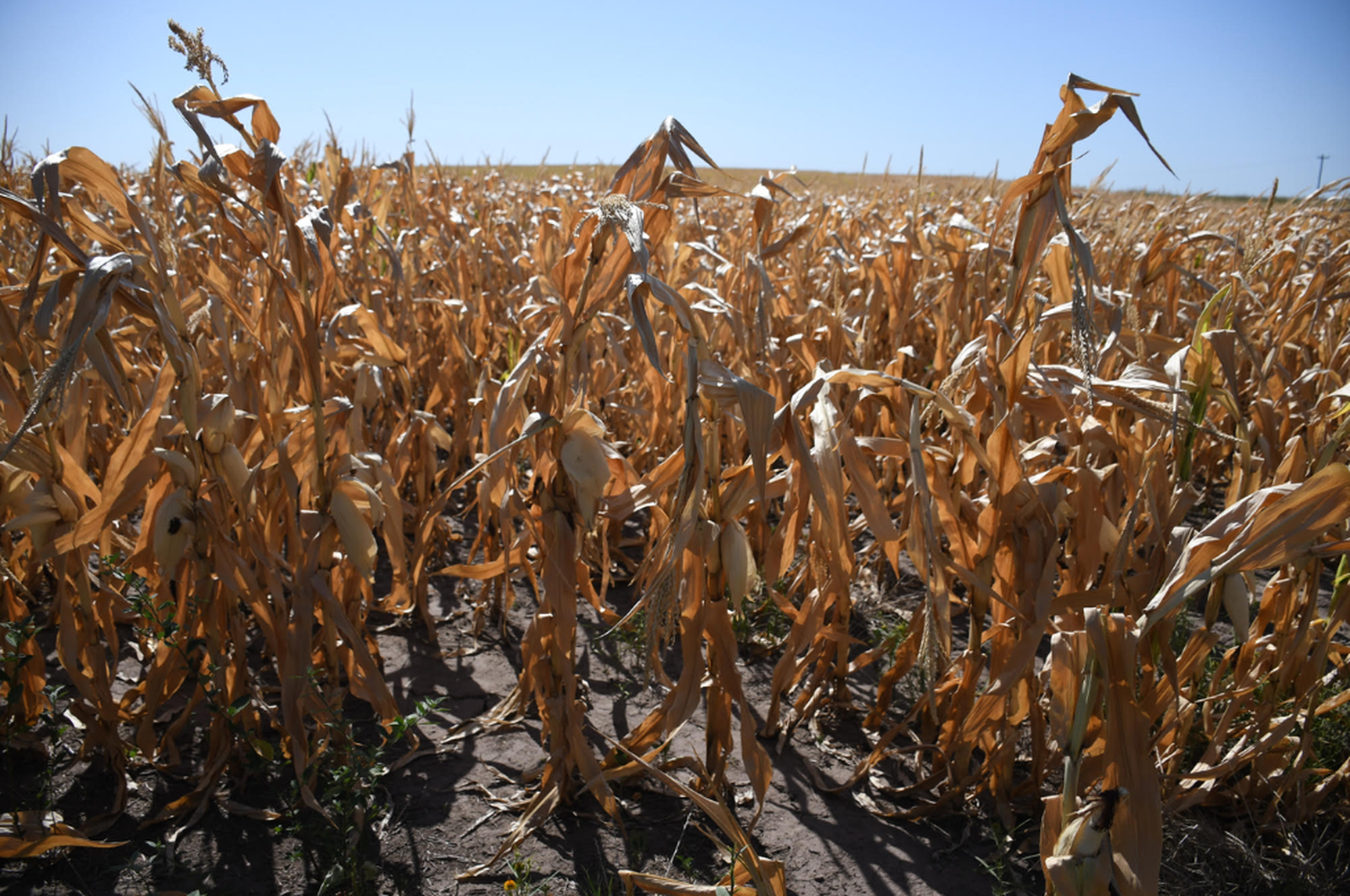 Emergencia Agropecuaria en Santa Fe: cuatro departamentos afectados por la sequía