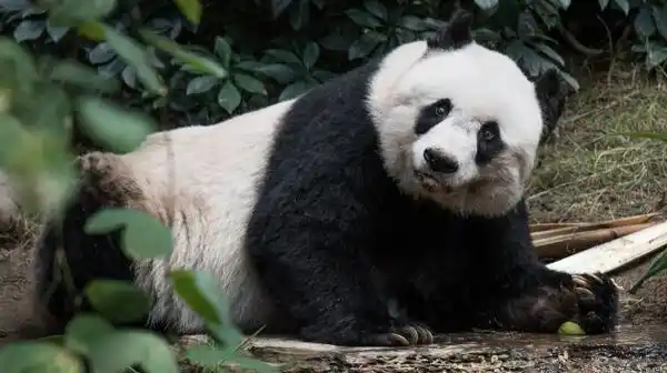 Murió Jia Jia, la osa panda más longeva del mundo