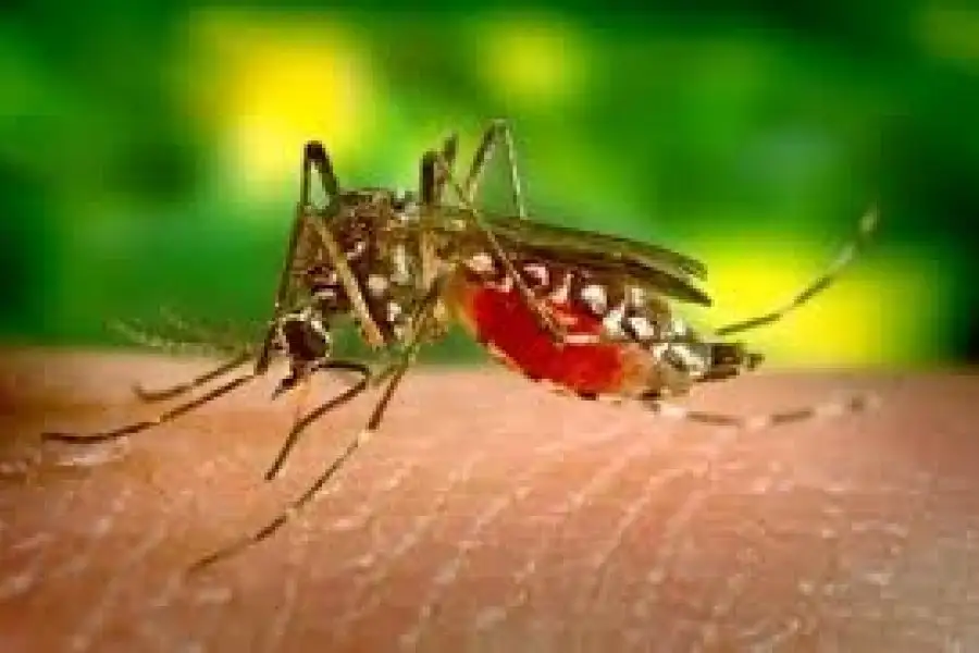 El Dengue tiene 4 serotipos: Den1, Den 2, Den 3 y Den 4. El predominante en la ciudad es el 1