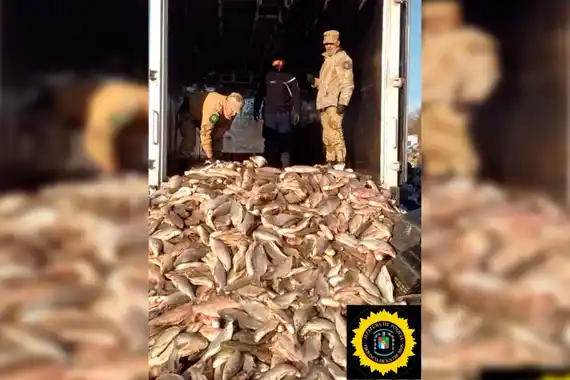 Incautaron 8 toneladas de sábalo en Entre Ríos y los desnaturalizaron