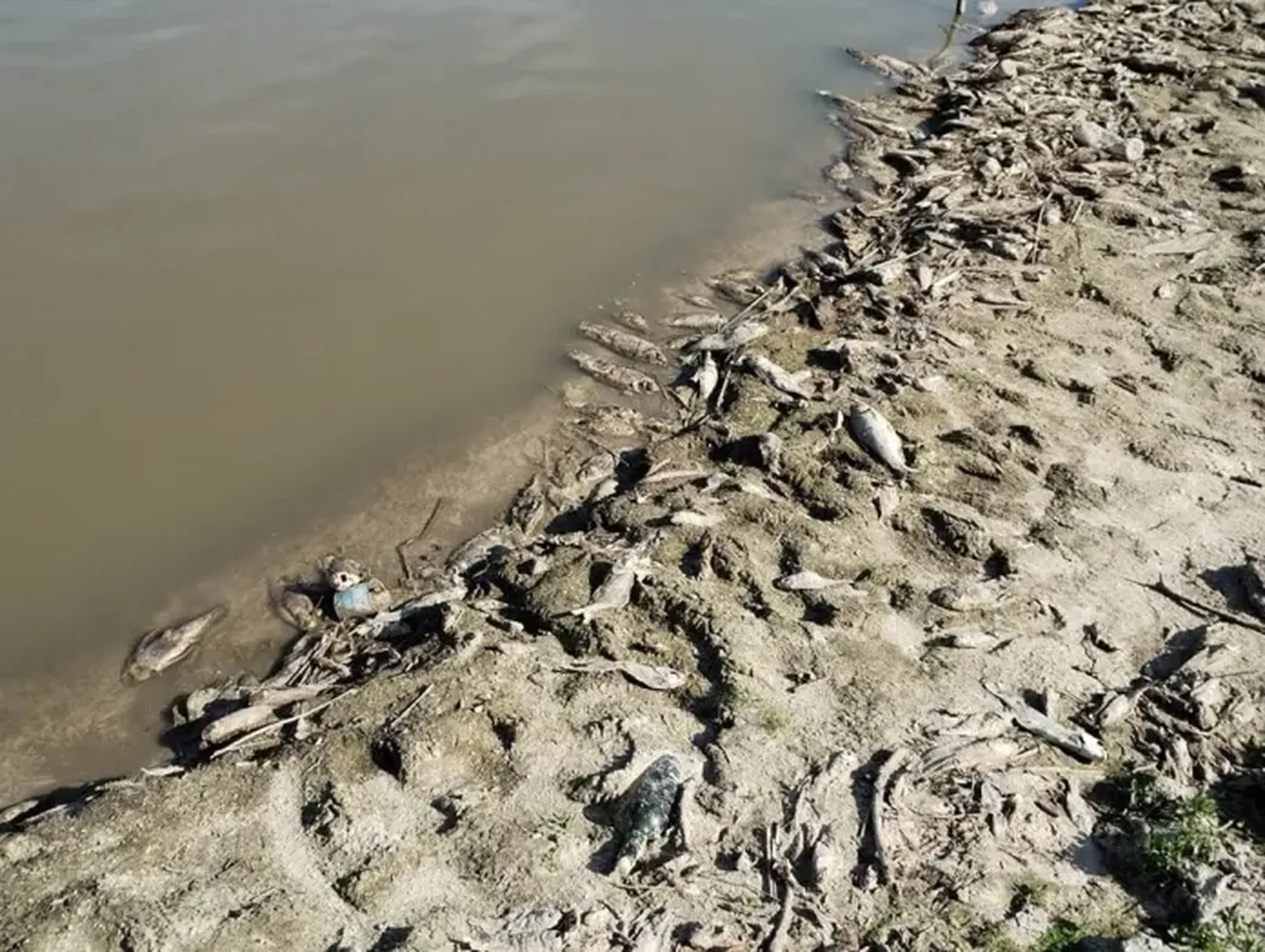 Aparecen cientos de peces muertos en el departamento Villaguay