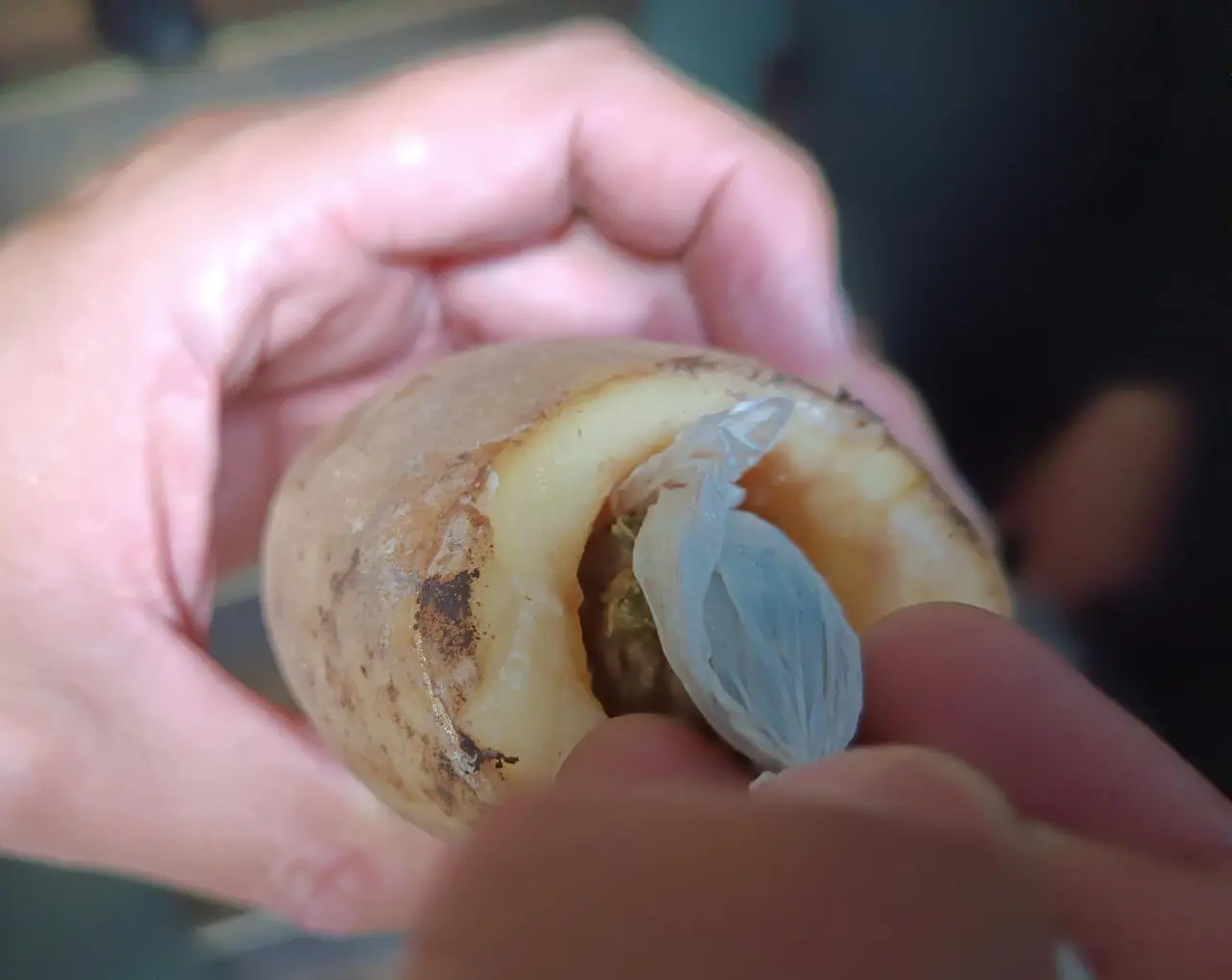 «Papas-mulas» llenas de marihuana llegan a una cárcel